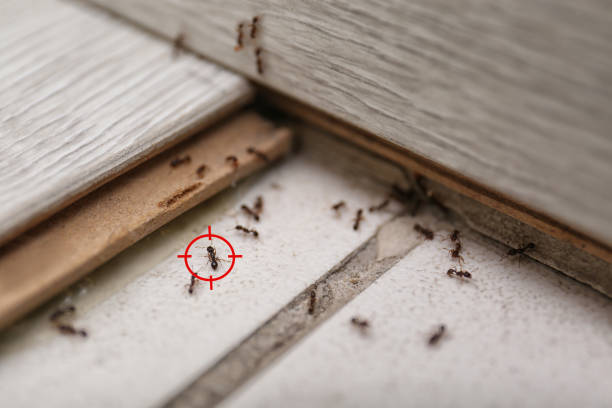 Best Pest Control Near Me  in Forest Glen, MD