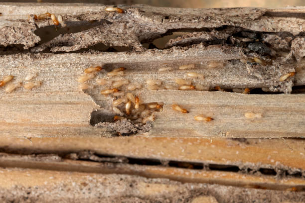 Best Flea Control Services  in Forest Glen, MD